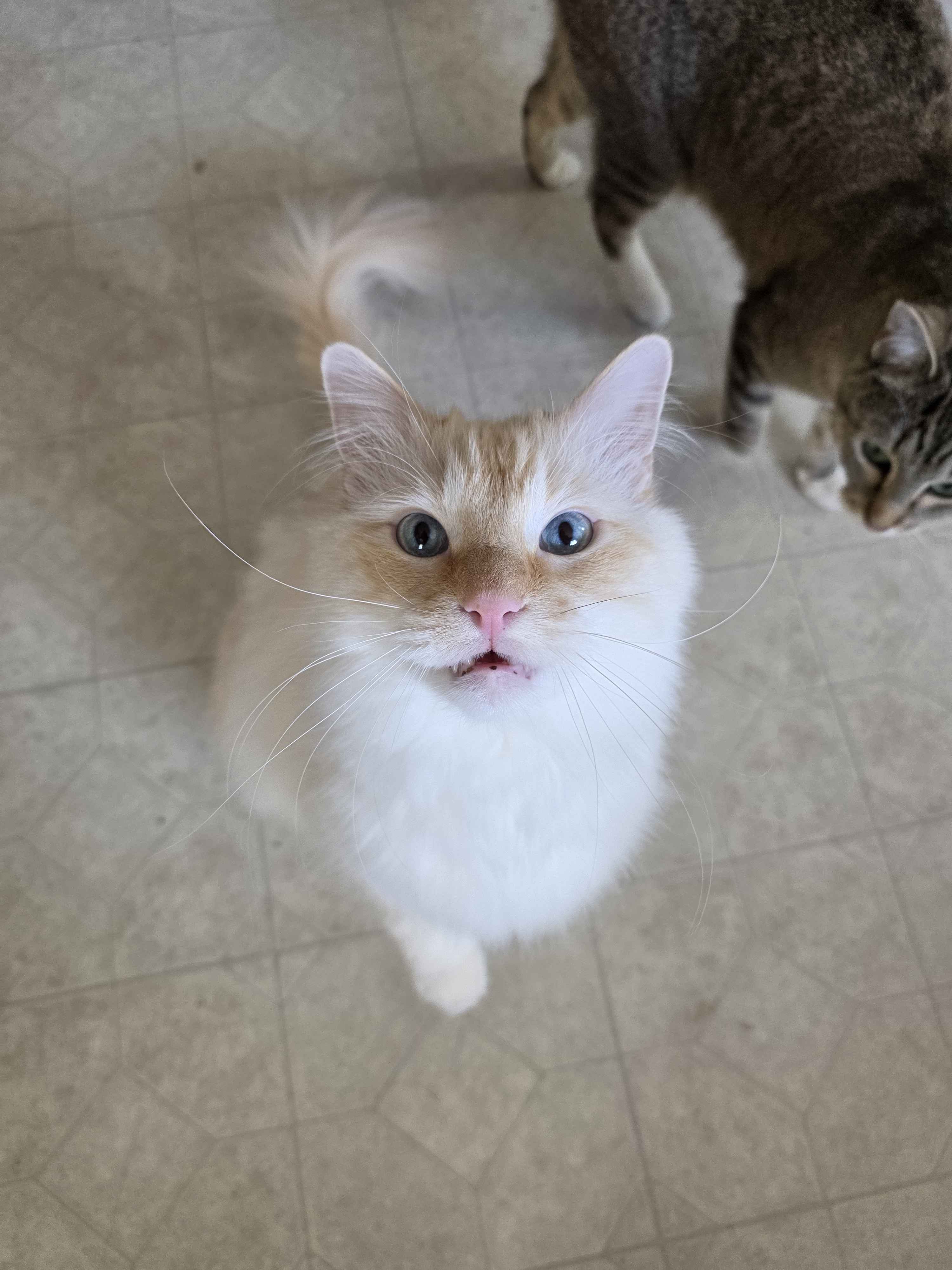 Blizzy, a white flame-point cat