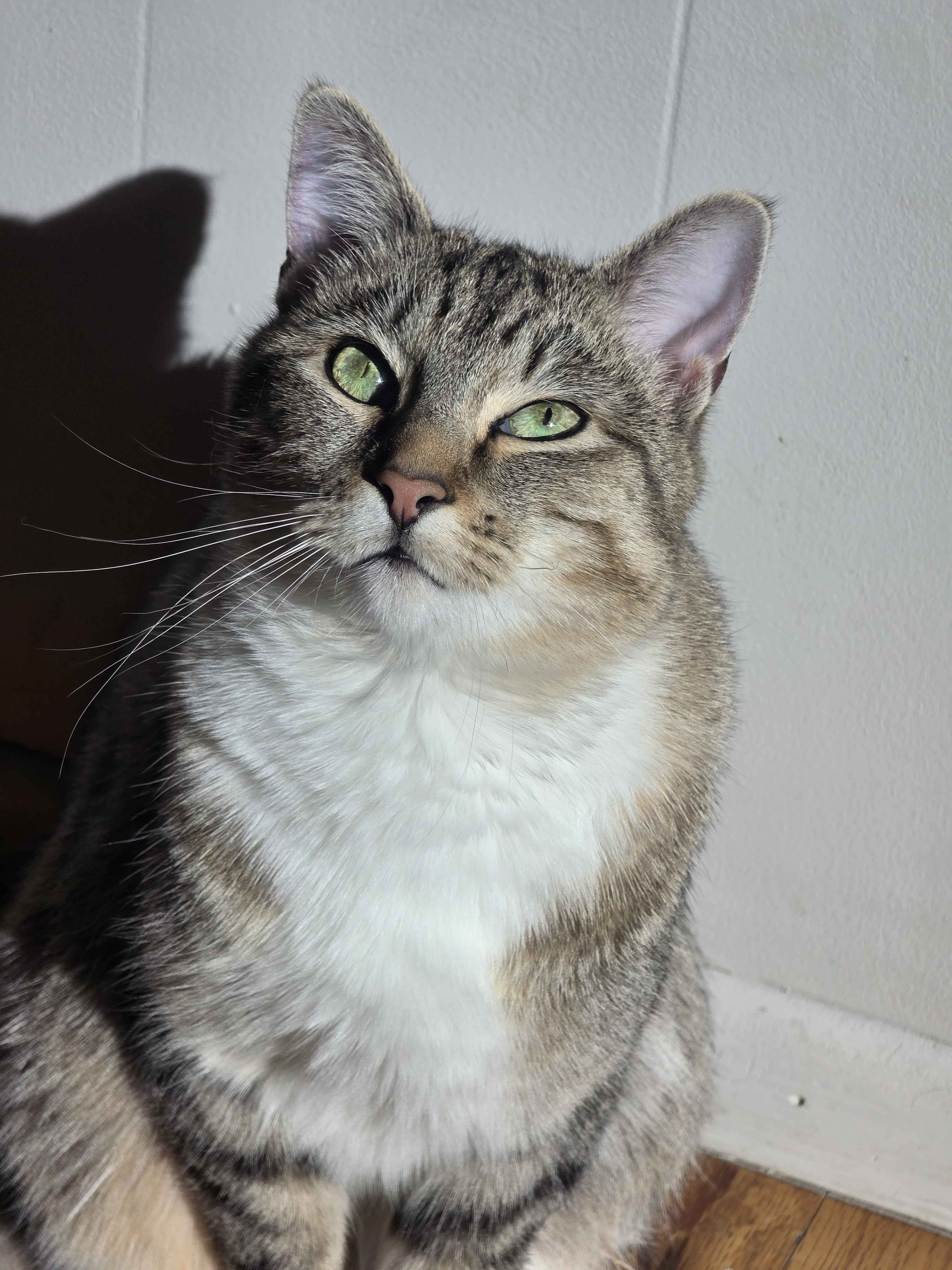 Figgy, a brown tabby cat